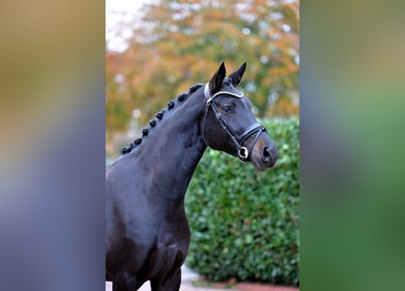 Oldenburger, Stute, 5 Jahre, 169 cm, Schwarzbrauner