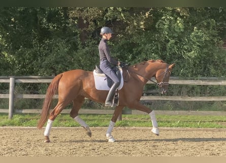 Oldenburger, Stute, 5 Jahre, 170 cm, Fuchs