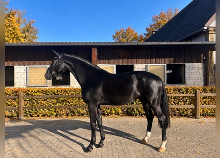 Oldenburger, Stute, 5 Jahre, 170 cm, Rappe