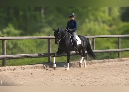 Oldenburger, Stute, 5 Jahre, 170 cm, Rappe