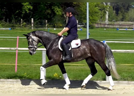 Oldenburger, Stute, 5 Jahre, 170 cm, Schimmel