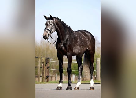 Oldenburger, Stute, 5 Jahre, 170 cm, Schimmel