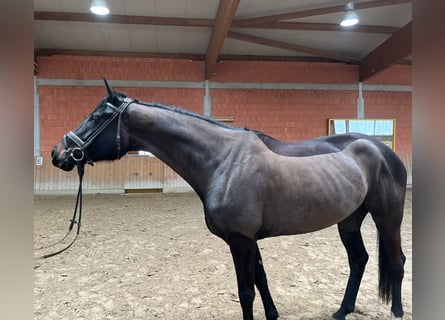 Oldenburger, Stute, 5 Jahre, 170 cm, Schwarzbrauner
