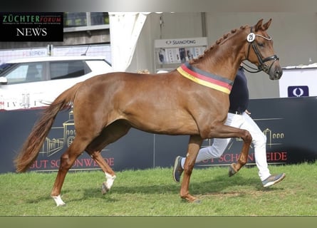 Oldenburger, Stute, 5 Jahre, 171 cm, Dunkelfuchs