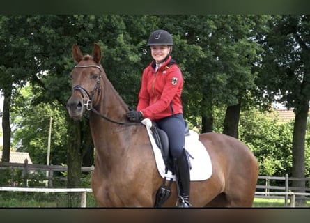 Oldenburger, Stute, 5 Jahre, 171 cm, Dunkelfuchs