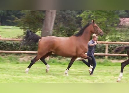 Oldenburger, Stute, 5 Jahre, 172 cm, Brauner