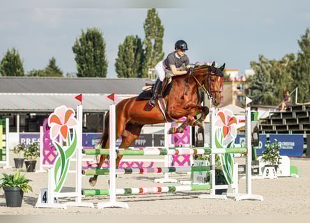 Oldenburger, Stute, 5 Jahre, 172 cm, Dunkelbrauner