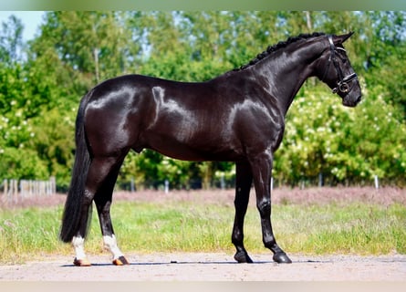 Oldenburger, Stute, 5 Jahre, 172 cm, Rappe