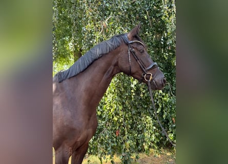 Oldenburger, Stute, 5 Jahre, 172 cm, Rappe