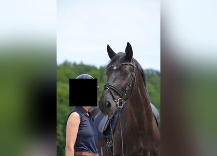 Oldenburger, Stute, 5 Jahre, 172 cm, Rappe