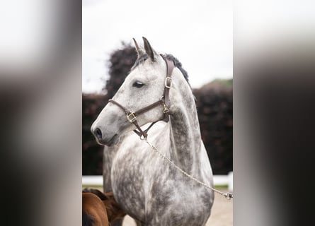 Oldenburger, Stute, 5 Jahre, 172 cm, Schimmel