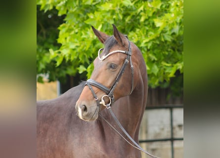 Oldenburger, Stute, 5 Jahre, 173 cm, Dunkelbrauner