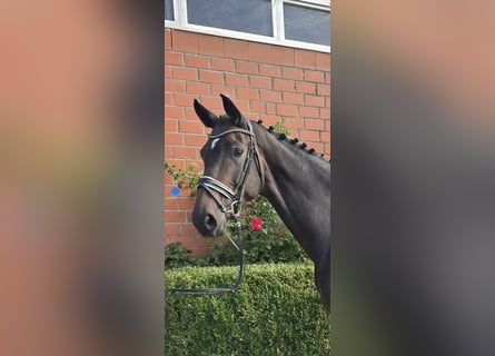 Oldenburger, Stute, 5 Jahre, 173 cm, Dunkelbrauner
