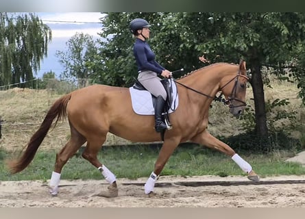 Oldenburger, Stute, 5 Jahre, 174 cm, Fuchs