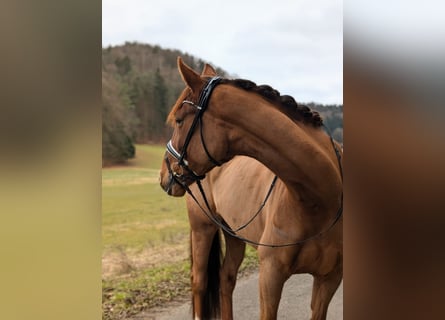 Oldenburger, Stute, 5 Jahre, 175 cm, Dunkelfuchs