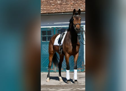 Oldenburger, Stute, 5 Jahre, 176 cm, Brauner