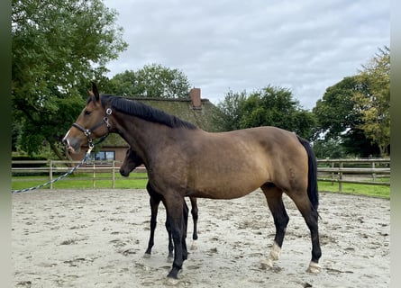 Oldenburger, Stute, 5 Jahre, 178 cm