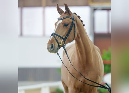 Oldenburger, Stute, 5 Jahre, Fuchs