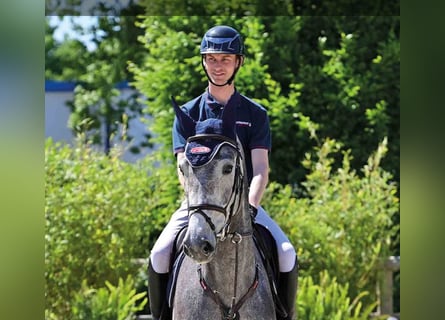 Oldenburger, Stute, 5 Jahre, Schimmel