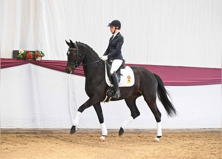 Oldenburger, Stute, 5 Jahre, Schwarzbrauner
