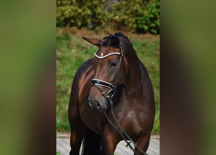 Oldenburger, Stute, 6 Jahre, 158 cm, Brauner