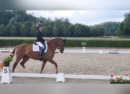 Oldenburger, Stute, 6 Jahre, 159 cm, Fuchs