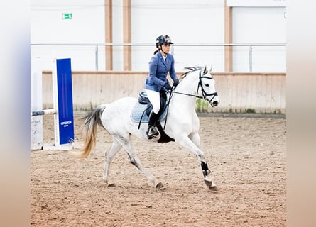 Oldenburger, Stute, 6 Jahre, 159 cm, Schimmel