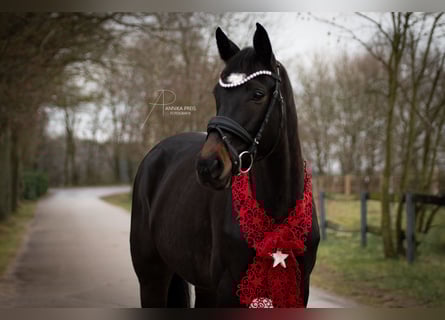 Oldenburger, Stute, 6 Jahre, 161 cm, Schwarzbrauner