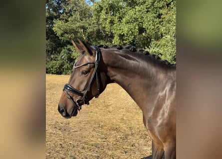 Oldenburger, Stute, 6 Jahre, 167 cm, Dunkelbrauner