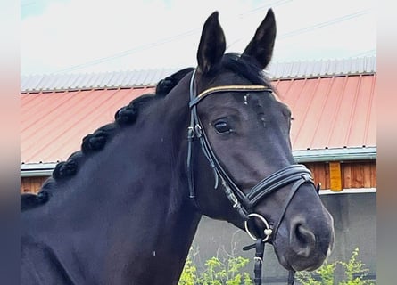 Oldenburger, Stute, 6 Jahre, 167 cm, Rappe