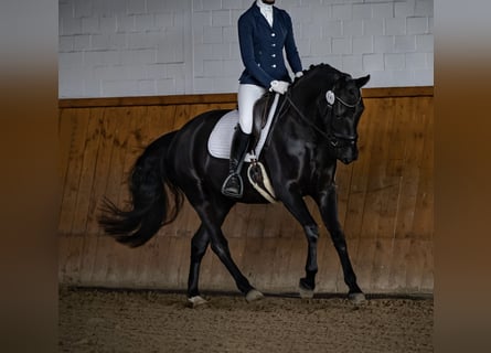 Oldenburger, Stute, 6 Jahre, 167 cm, Schwarzbrauner