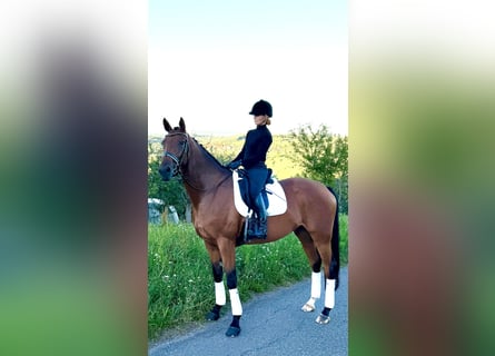 Oldenburger, Stute, 6 Jahre, 168 cm, Brauner