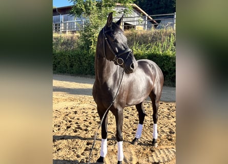 Oldenburger, Stute, 6 Jahre, 168 cm