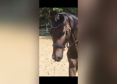 Oldenburger, Stute, 6 Jahre, 168 cm, Dunkelbrauner