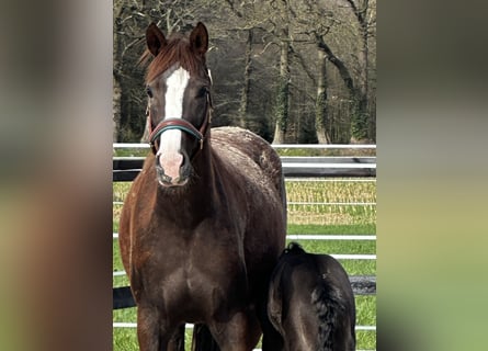 Oldenburger, Stute, 6 Jahre, 168 cm, Dunkelfuchs