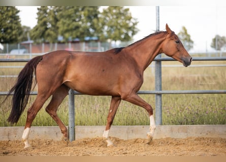 Oldenburger, Stute, 6 Jahre, 168 cm, Dunkelfuchs
