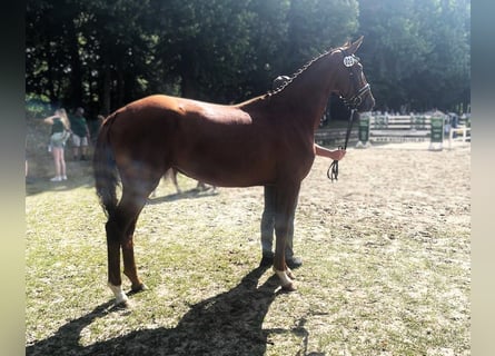 Oldenburger, Stute, 6 Jahre, 168 cm, Dunkelfuchs