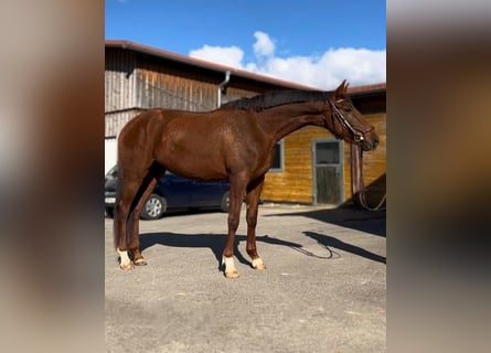 Oldenburger, Stute, 6 Jahre, 168 cm, Dunkelfuchs
