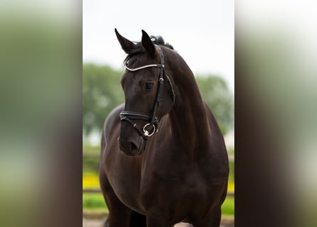 Oldenburger, Stute, 6 Jahre, 168 cm, Rappe