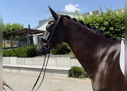Oldenburger, Stute, 6 Jahre, 168 cm, Rappe