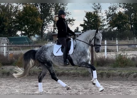Oldenburger, Stute, 6 Jahre, 169 cm, Apfelschimmel