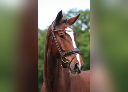 Oldenburger, Stute, 6 Jahre, 169 cm, Brauner