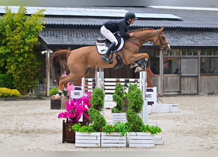 Oldenburger, Stute, 6 Jahre, 169 cm