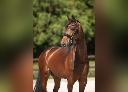 Oldenburger, Stute, 6 Jahre, 170 cm, Brauner