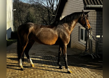 Oldenburger, Stute, 6 Jahre, 170 cm, Brauner