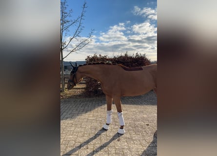 Oldenburger, Stute, 6 Jahre, 170 cm, Fuchs