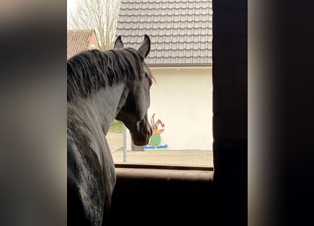 Oldenburger, Stute, 6 Jahre, 170 cm, Rappe