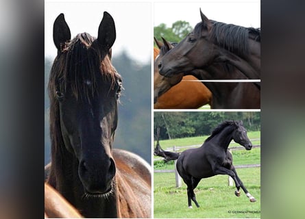 Oldenburger, Stute, 6 Jahre, 170 cm, Rappe