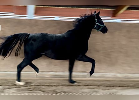 Oldenburger, Stute, 6 Jahre, 170 cm, Rappe