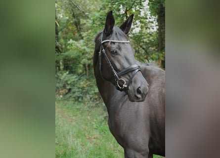 Oldenburger, Stute, 6 Jahre, 170 cm, Schwarzbrauner